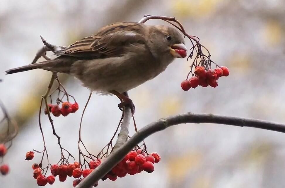 Отложу