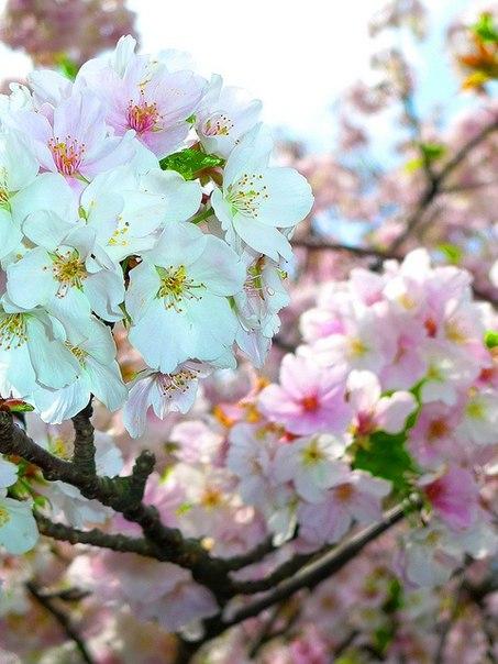 Цветение аллеи