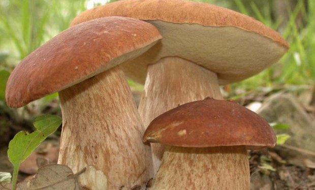 Клад лесной