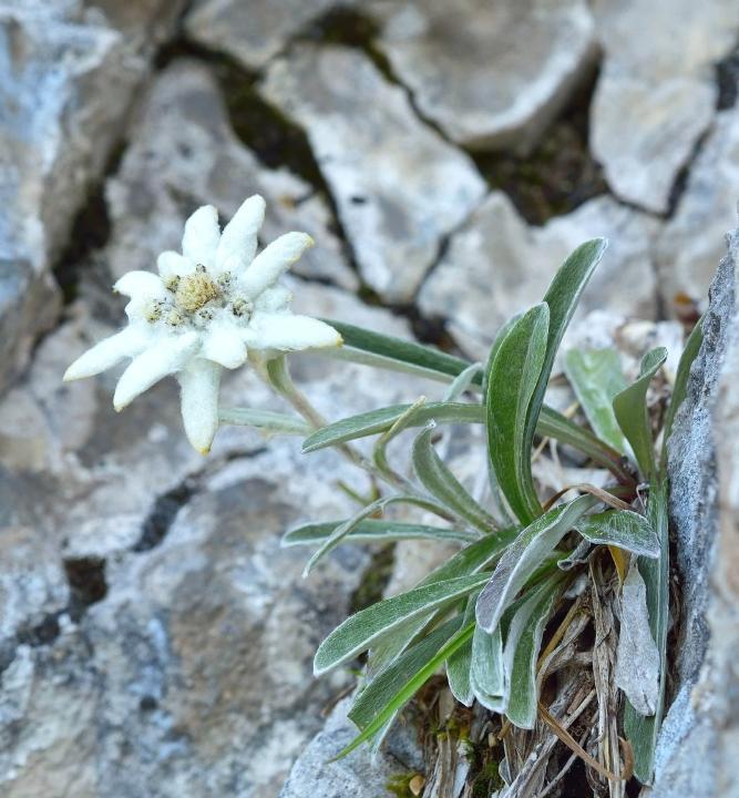 Edelweiß - благородно-белый цветок ( акростих)