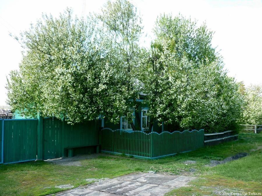 ГЛАВА -1. ЧЕРЁМУХА БЕЛАЯ. Шёл Майский Дождь.