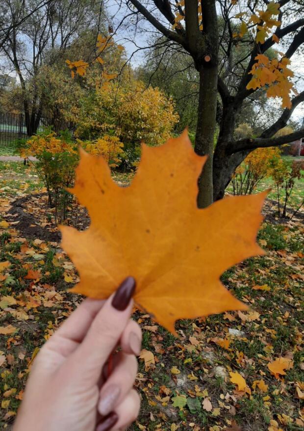 Запах осени