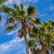 ДЕРЕВО  ВИННОЕ.