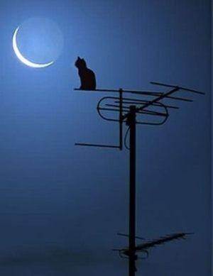 Бессонница