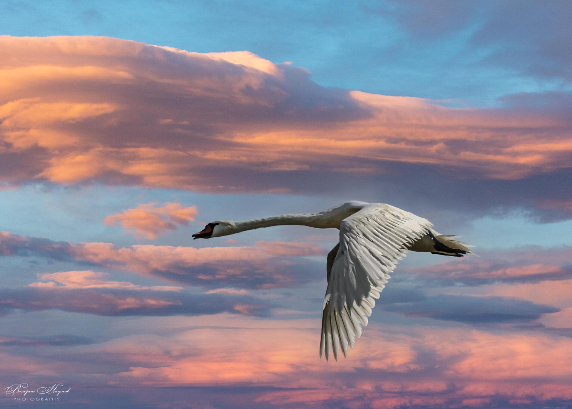 Лебедушка летала песня. Полет лебедя. Лебедь в полете. Лебеди в небе. Белый лебедь в полете.