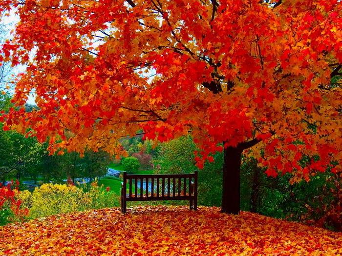осень осень кружит листья