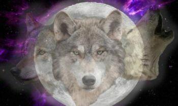 Луна - Волчица