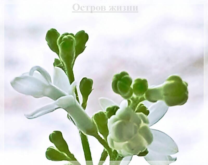 Сирень расцветает не только весной. Остров жизни