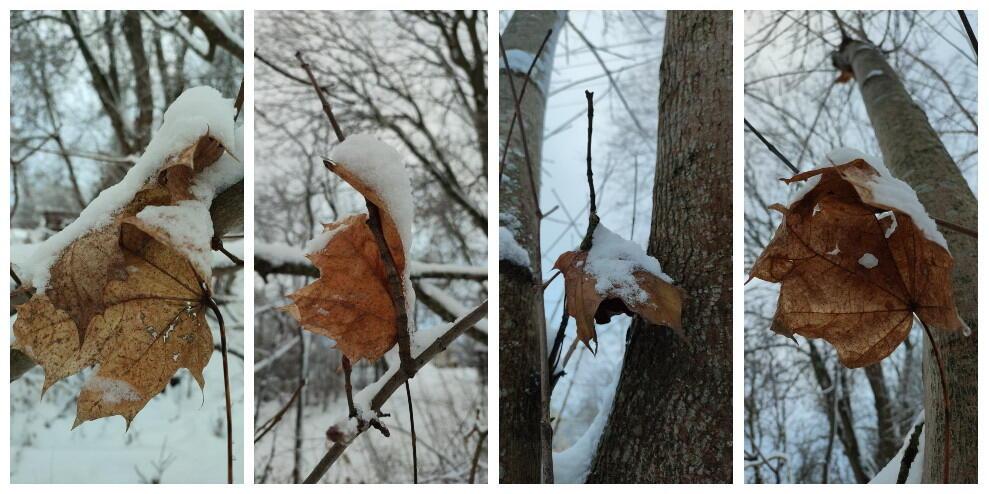 У растревоженных ветвей 