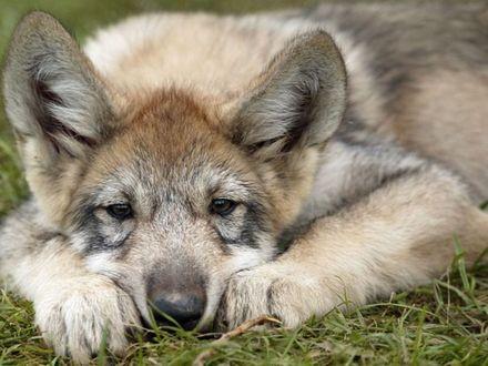 Зачем ты стал моим врагом.