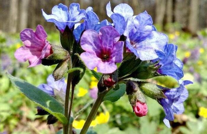 Поле сенокосное