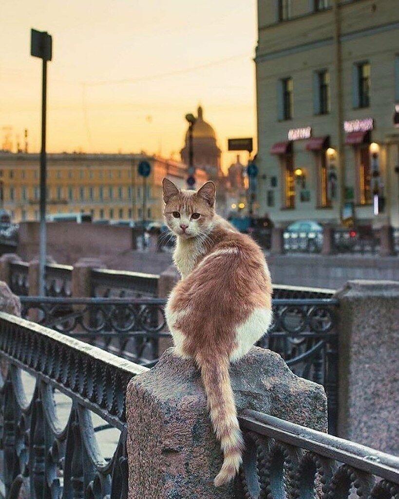 Кот провожает старый день.