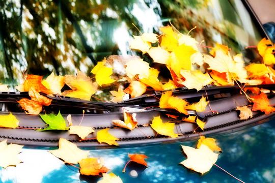 ЛИСТЬЯ - МАРКИ