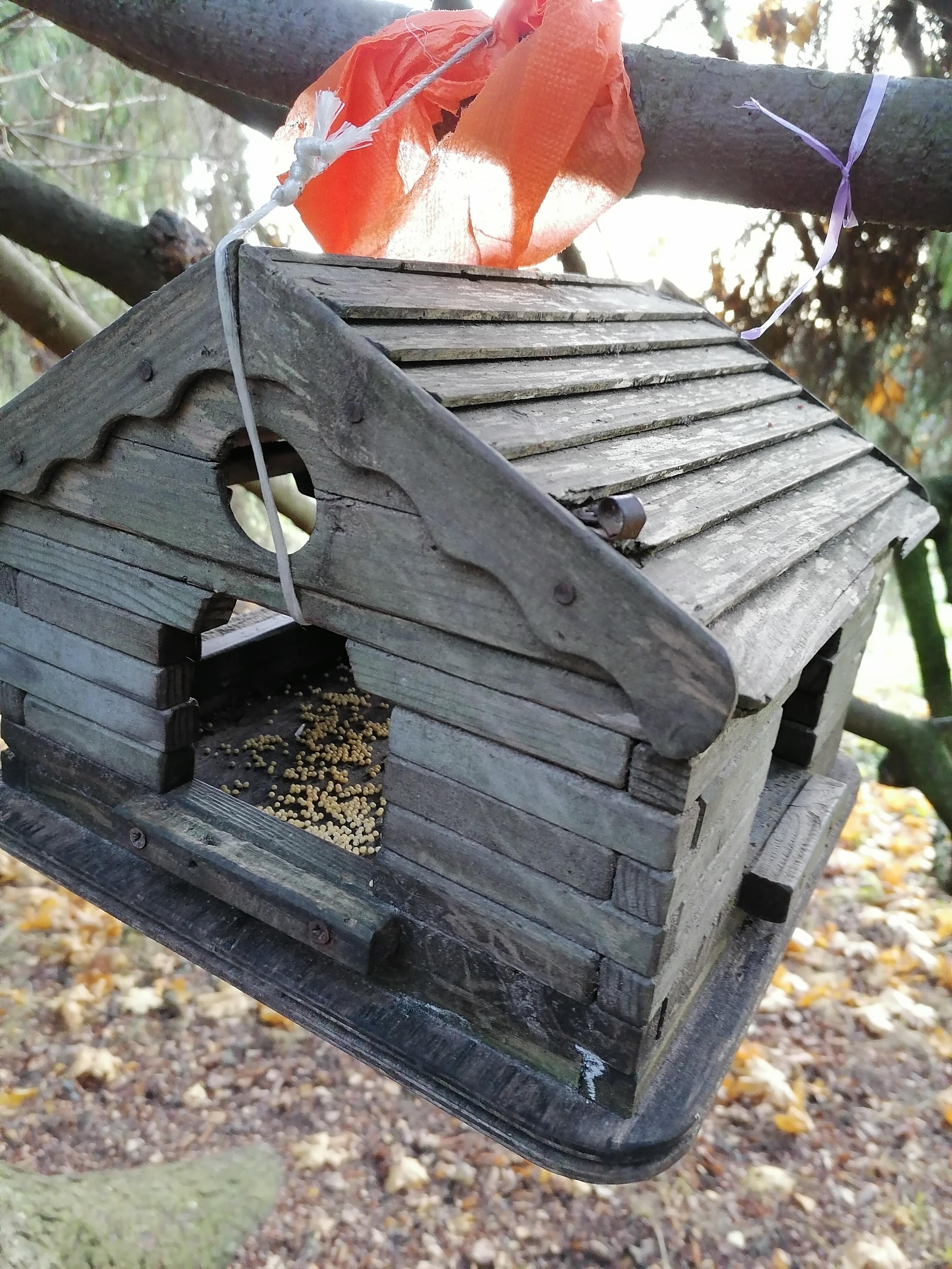 Дятел - морзятник