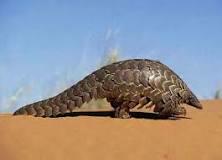 АЛФАВИТ ДЕТСКИЙ. БУКВА "Я". ЯЩЕР БЕЛОБРЮХИЙ