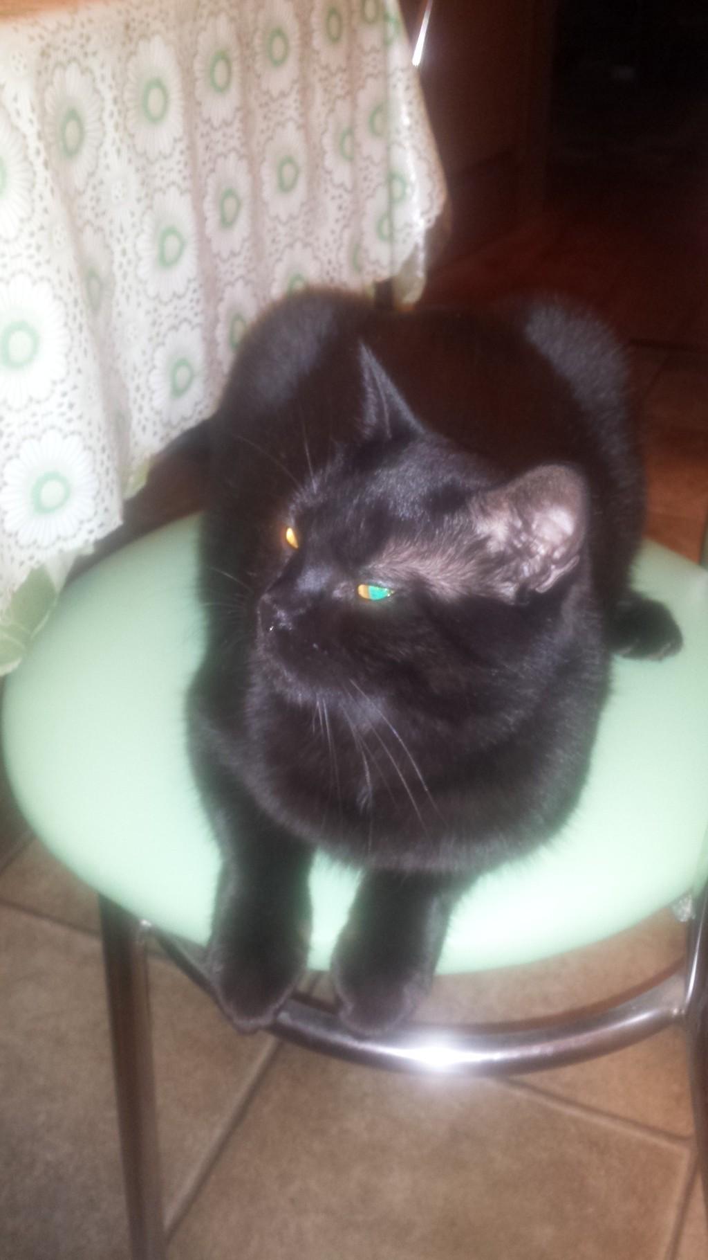 Кошачьи глаза.