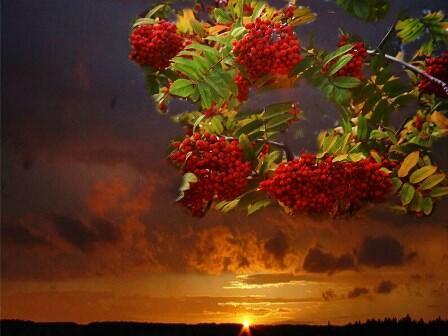 Гроздь рябины...