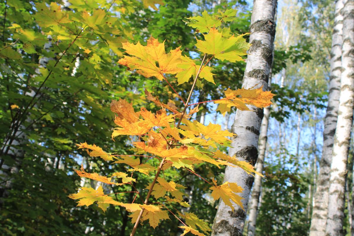 Забытой флейтою и отзвуком...