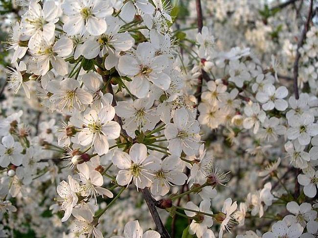 О моей любви