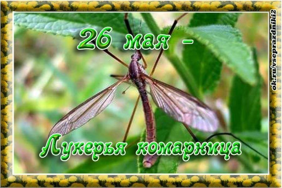 26 мая лукерья комарница картинки