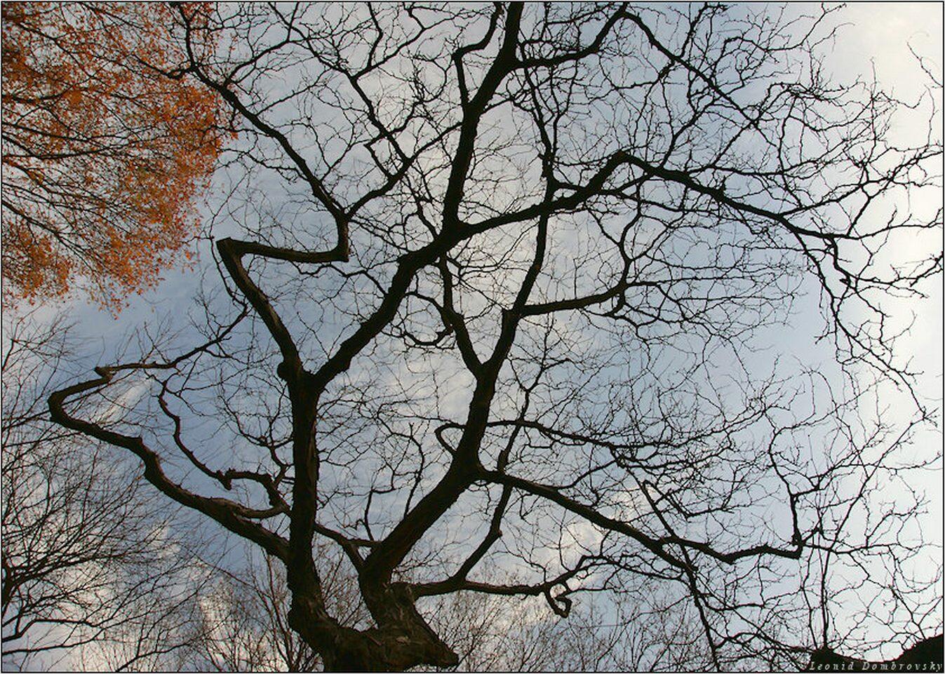 Дерево молчания. Деревья поздней осенью. Осенние ветви деревьев. Дерево поздняя осень. Деревья в ноябре.