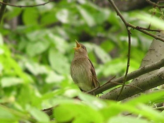 Сочится посвист соловьиный