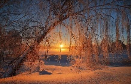 Березка в закате.