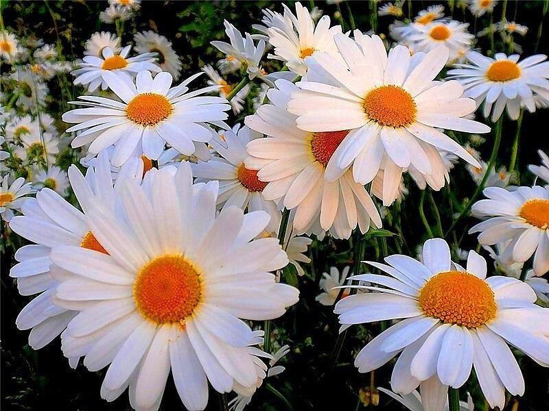 Маленькое Солнышко