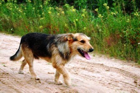 Я усталый бродячий пёс