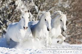 Родная, милая, древняя.