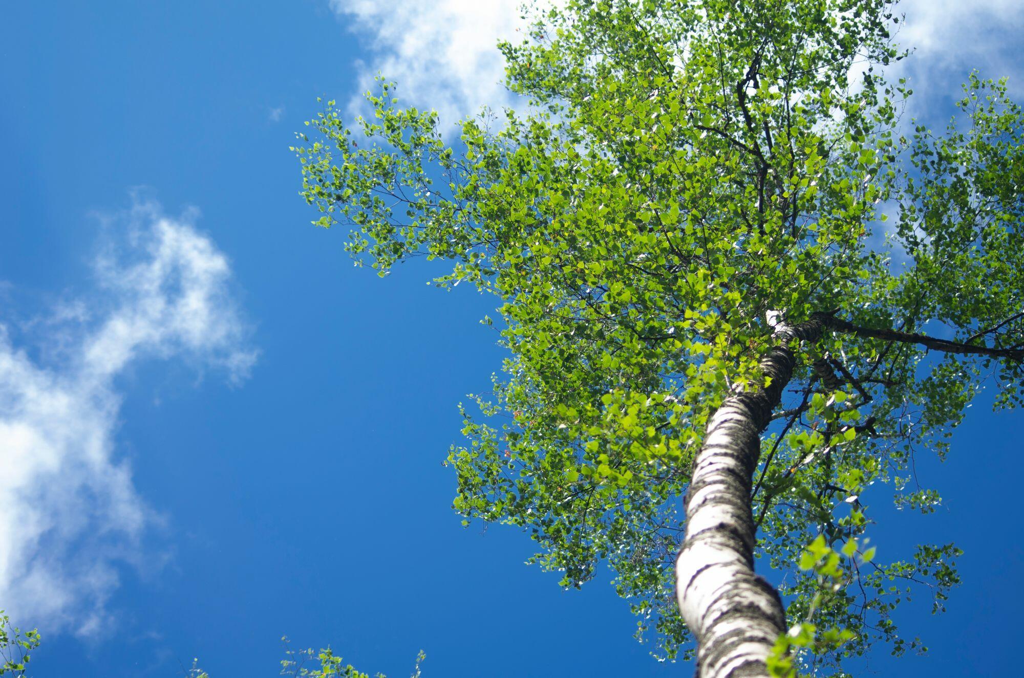 УПРЯМАЯ БЕРЁЗА