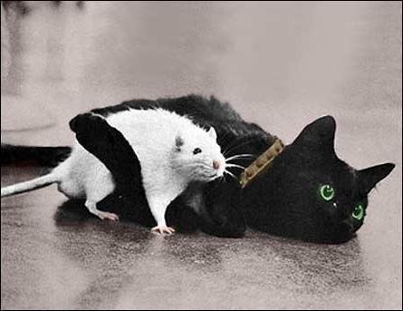 Ко дню народного единства. Экспромты поневоле