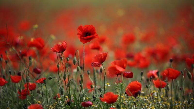 Подстрочник