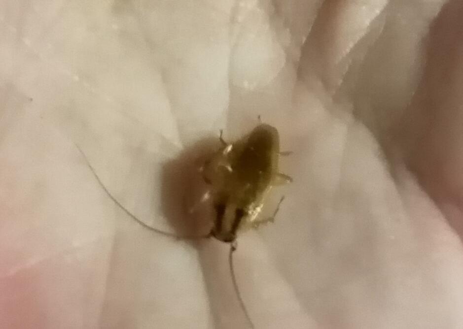 Смерть рыжим фашистам!