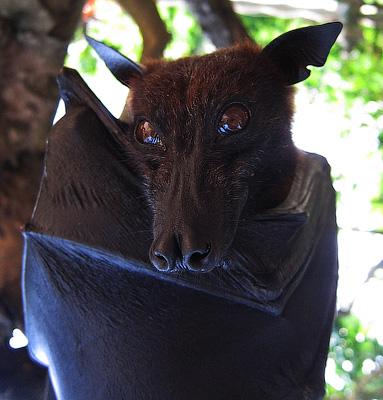 Привет от летучих "собак"