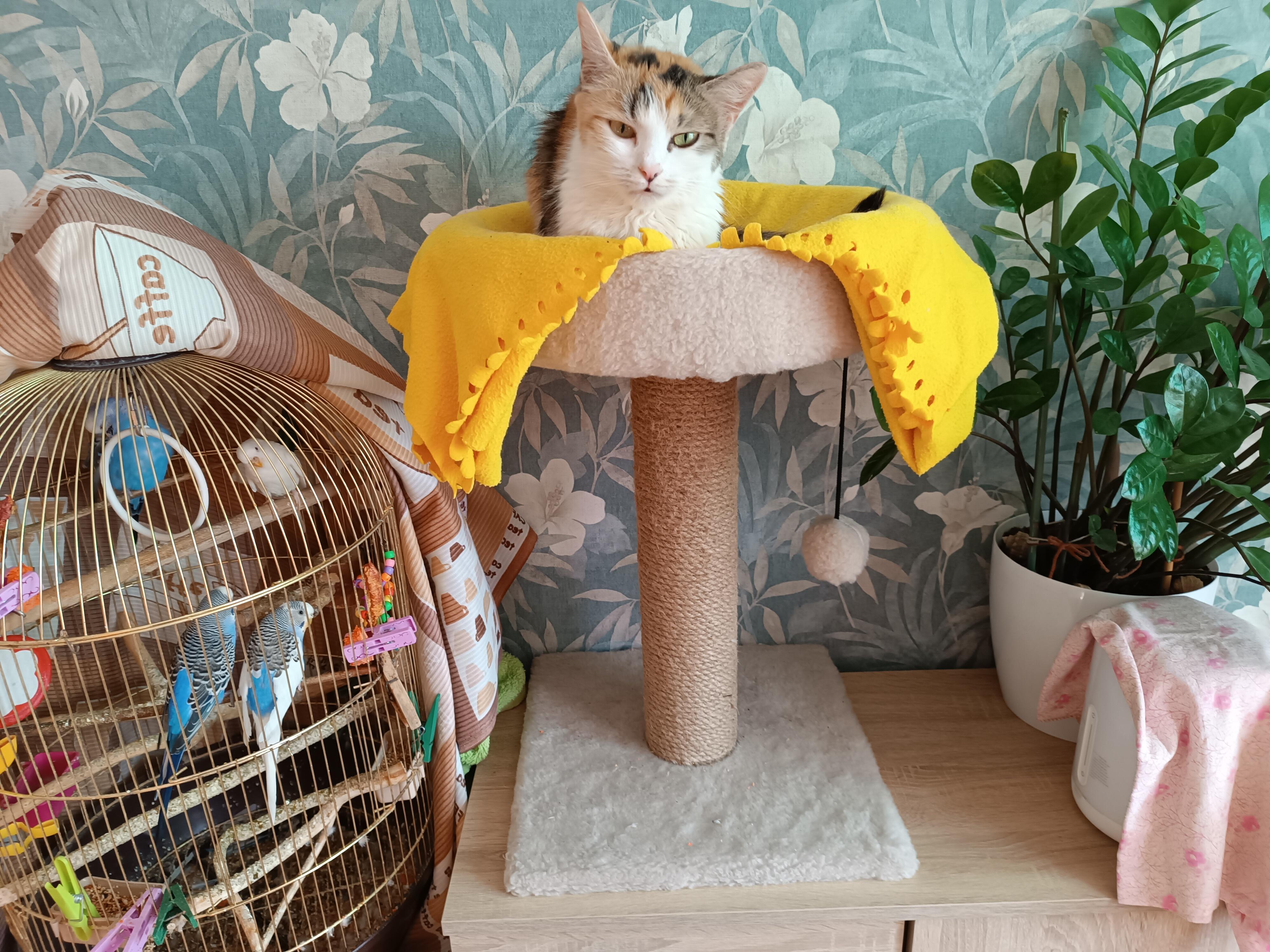 Праздник кошек и котов