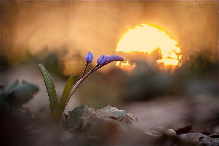 Глядя на восход