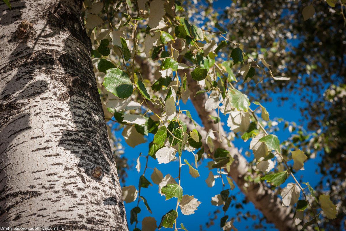 Я ЛЮБЛЮ ОСИНЫ