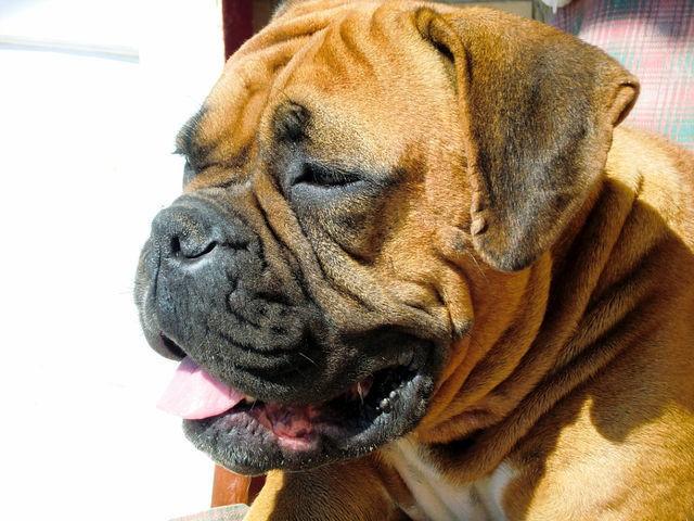 Родила моя собака