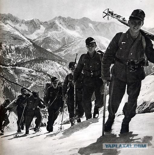 ОТЗЫВ НА СТИХ ВЛАДИМИРА МАКСИМОВА "ЭДЕЛЬВЕЙС"