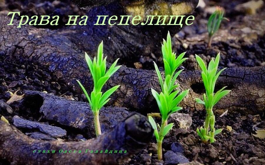 Трава на пепелище