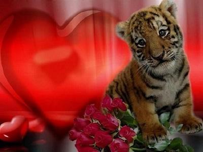 Ты тигрица сердца