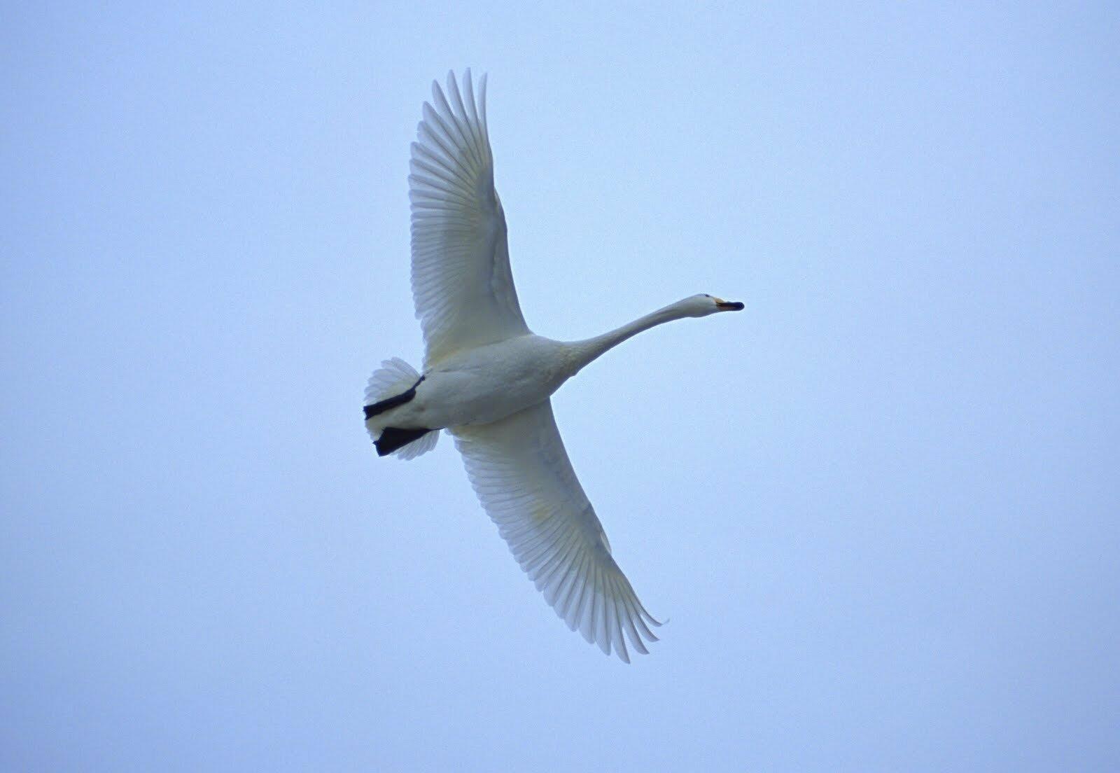 Фанера моя...