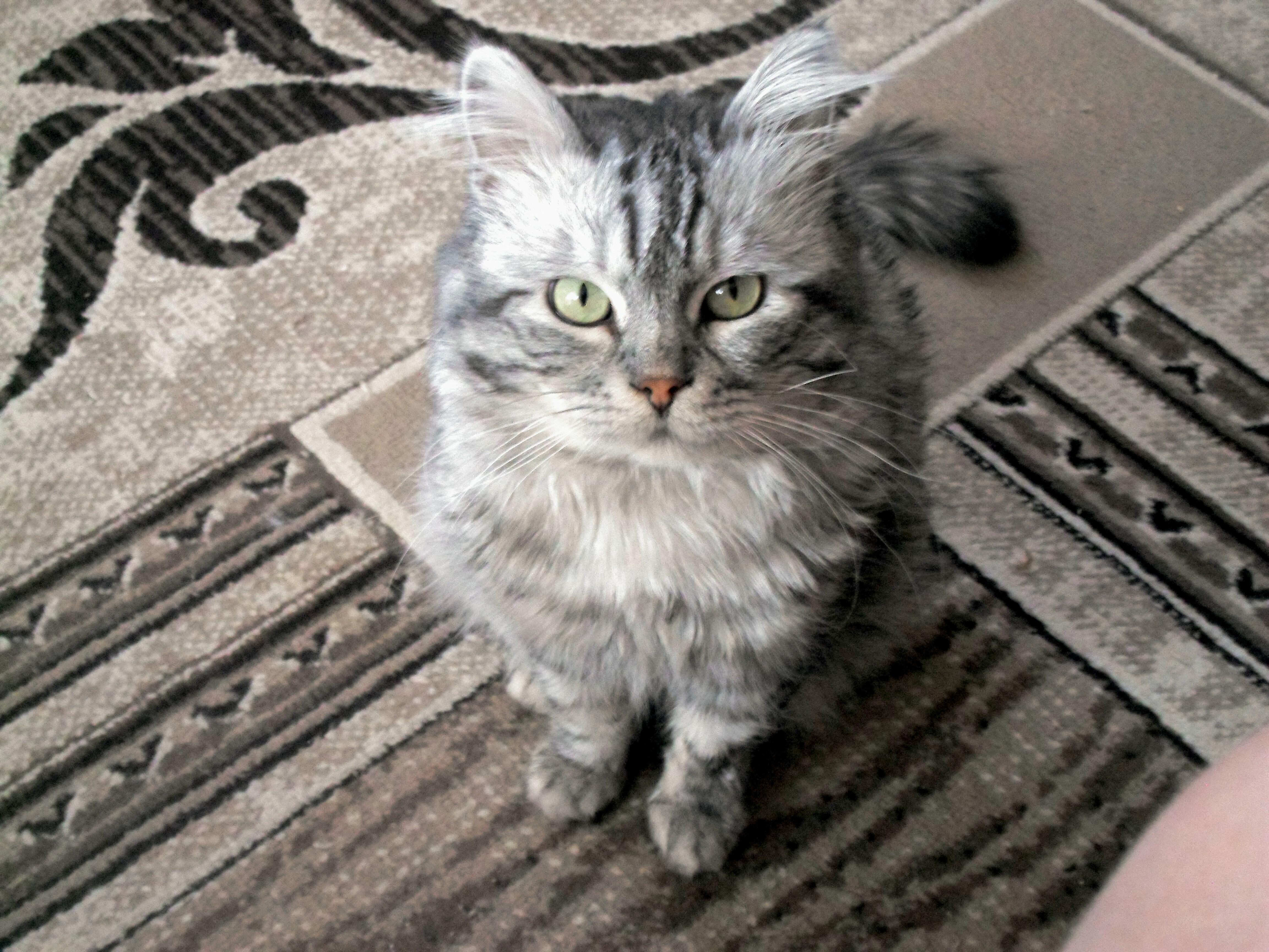 СКУКОТИЩА, Я - СТАРУХА