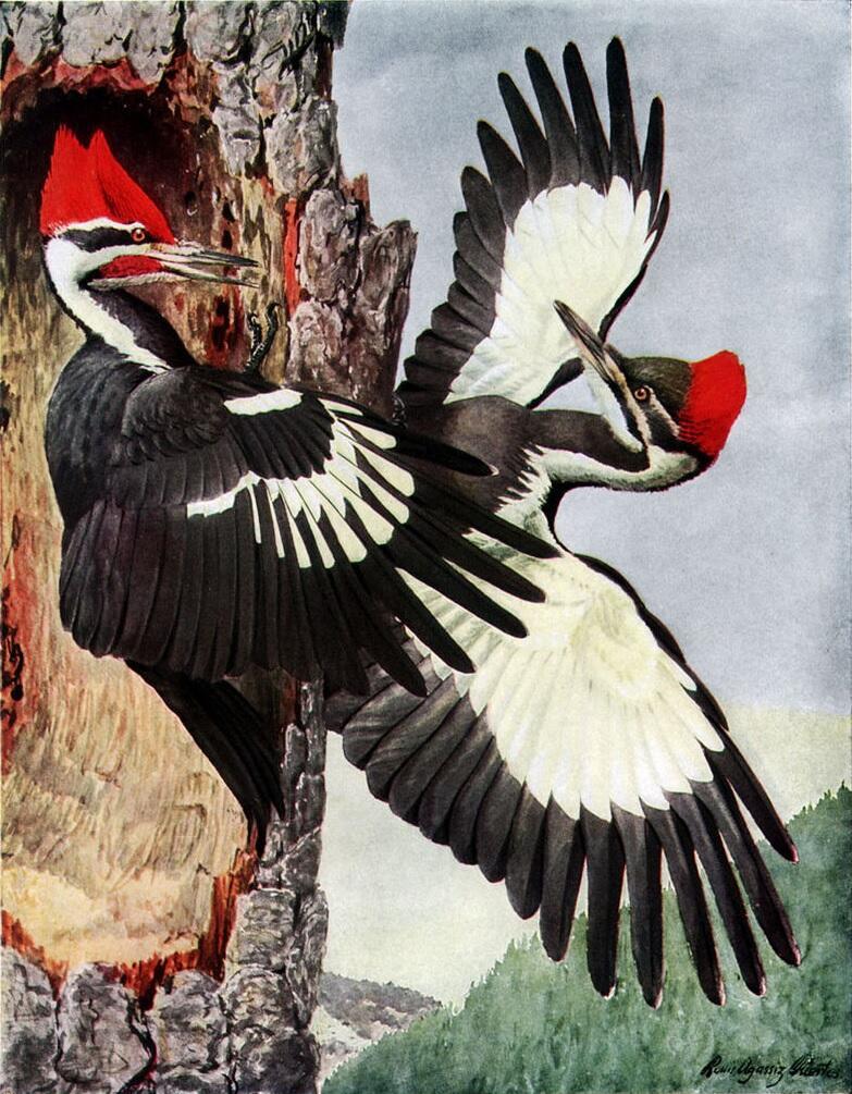 СОПЕРЕЖИВАНИЕ