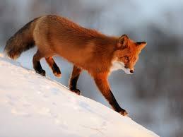 Окольный путь