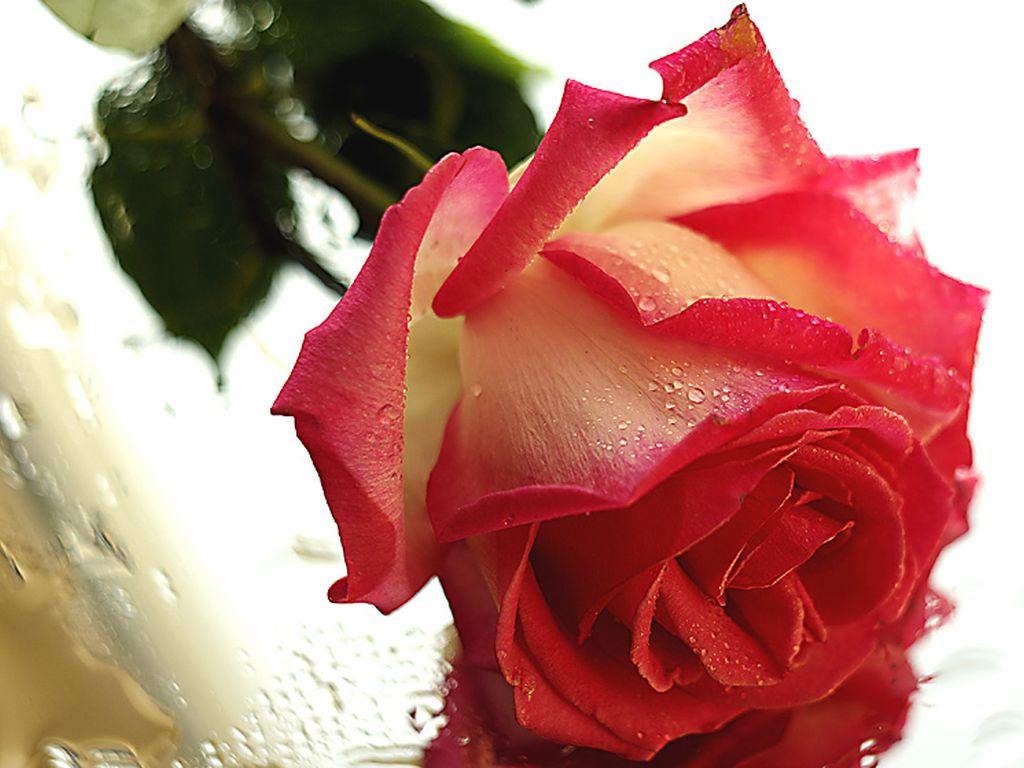 ВОЛШЕБНЫЙ ГОЛОС ЛЮБВИ