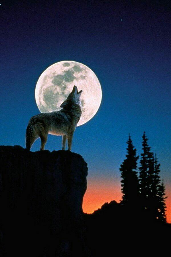 Тоскую волком по тебе...