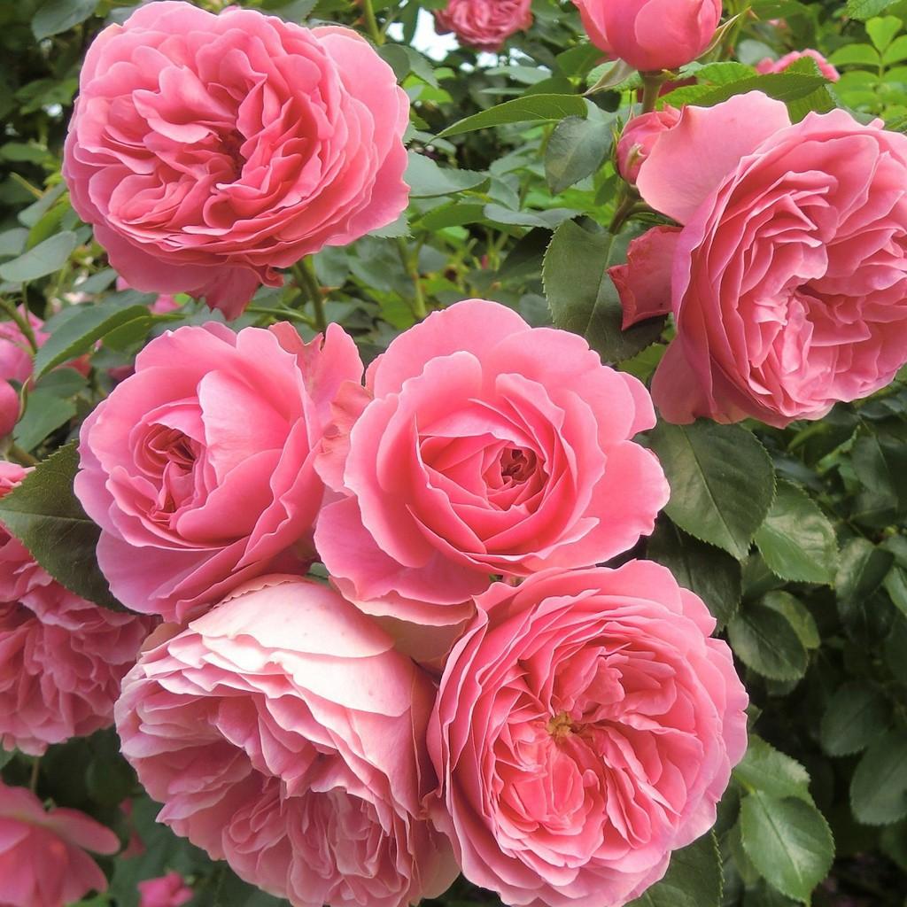 Розовые розы на кусту