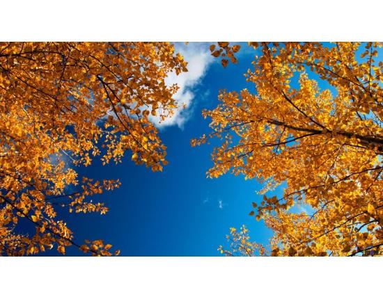 Вновь осень золотая...